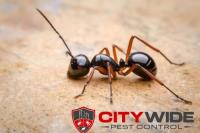 City Wide Pest Control Perth image 4